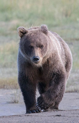 brown bear, salmon, lake clark, alaska