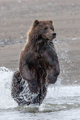 brown bear, salmon, lake clark, alaska