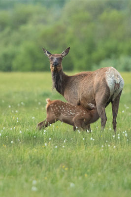 Nursing Elk
