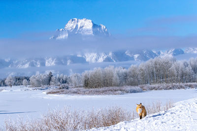 fox, owbow bend, winter, Tetons, Grand Teton
