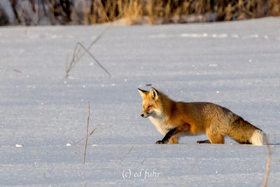 grand teton, tetons, snow, red fox, hunting, winter