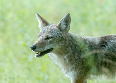 Cades Cove Coyote