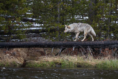 River Patrol