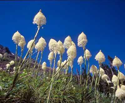 Bear Grass