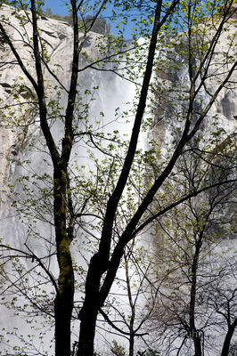 Bridalveil Falls Sentinel