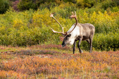 Denali Caribou