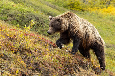 Denali Autumn 2022