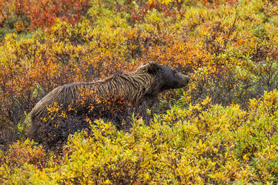 Through the Willows