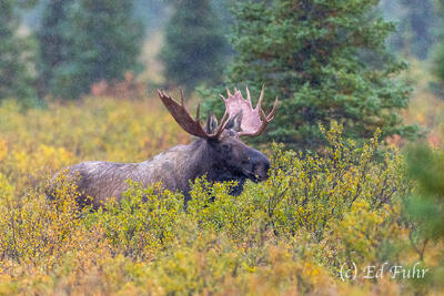 Young Bull Moose