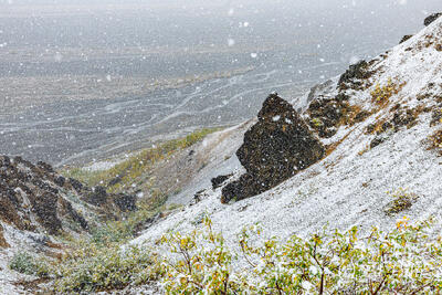 A Snowy Day in Denali
