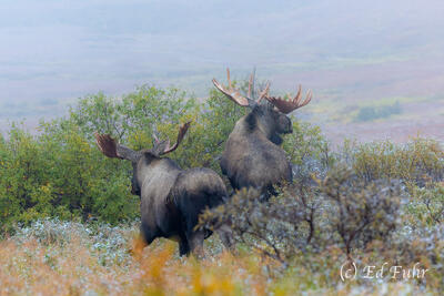 Two Bulls