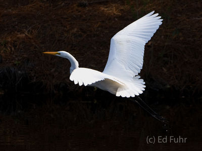 Egret Flying