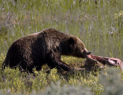 Feeding Grizzly