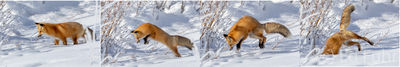 fox, panorama, jump, hunt, winter, snow, Tetons, Grand Teton