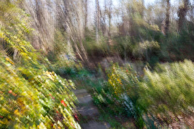 Spring Dreams in my Garden 