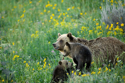 Grizzly and Cubs 