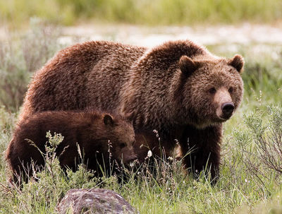 Grizzly Mom