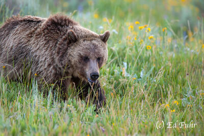 Amidst a Hillside of Flowers and Grasses