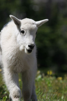 Mountain Goat Kid