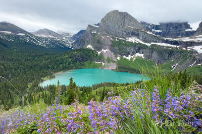 Penstemons