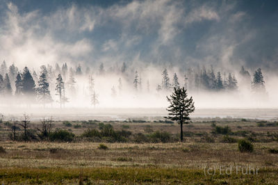 Yellowstone Valley Fog