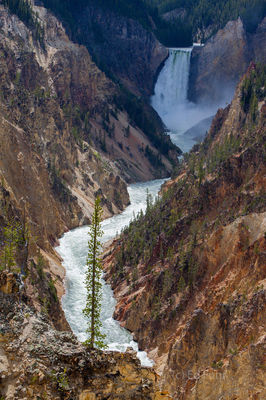 The Canyon of Yellowstone