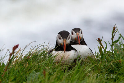 Puffins at Cape Dyrholaev