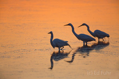 Three Egrets at Sunrise