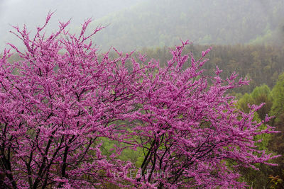 Shenandoah national park, spring, photograph, image
