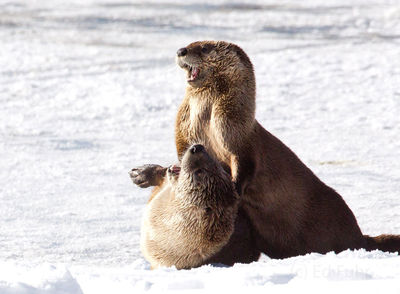 Playing Otters