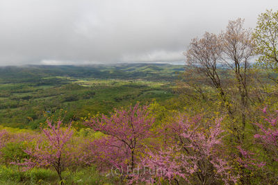 Spring View into the Shenandoah Valley
