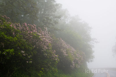 Mountain Laurel on Skyline Drive