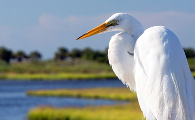 kiawah island, south carolina, low country, beach, photography, image