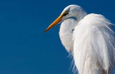 kiawah island, south carolina, low country, beach, photography, image