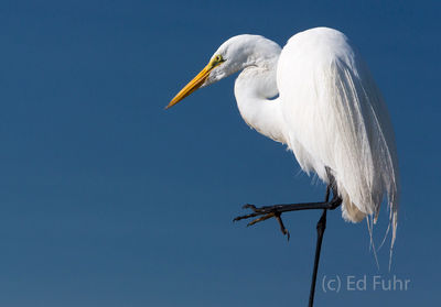 kiawah island, south carolina, low country, beach, photography, image