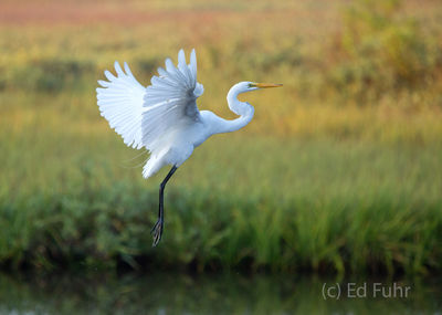 kiawah island, south carolina, low country, beach, photography, image