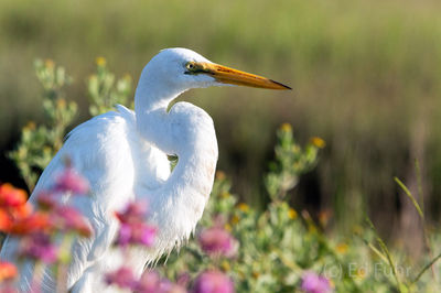 kiawah island, south carolina, low country, beach, photography, image