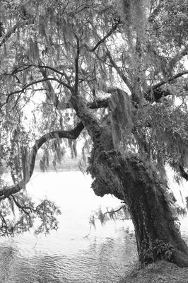 kiawah island, south carolina, low country, beach, photography, image