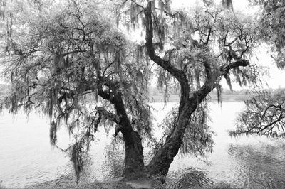 kiawah island, south carolina, low country, beach, photography, image