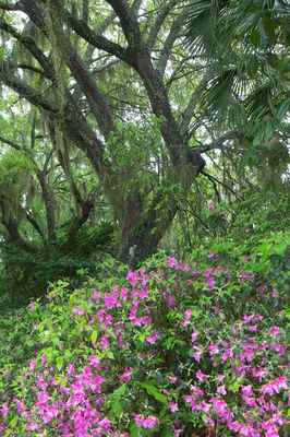 kiawah island, south carolina, low country, beach, photography, image
