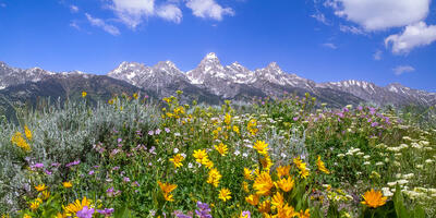 Wildflower Panorama