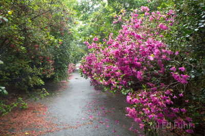 kiawah island, south carolina, low country, beach, photography, image