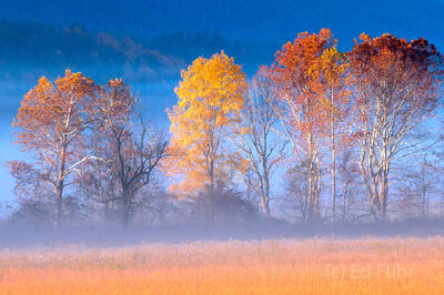 Autumn's Sentinels in Cades Cove