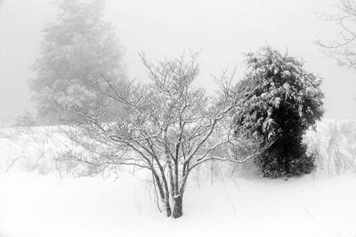 Winter Dogwood