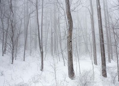 Ghosts in the Woods
