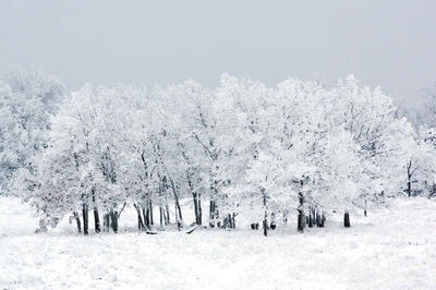 Winter Grove