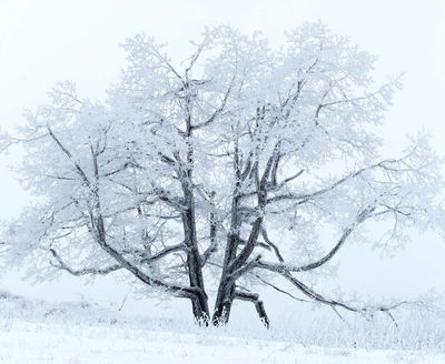 Winter Oak at Big Meadows