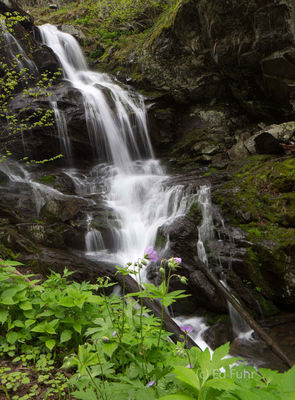Wild Geraniums Above Doyles Falls