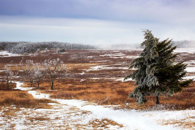 Winter's Grace