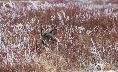 Deer in Icy Meadow